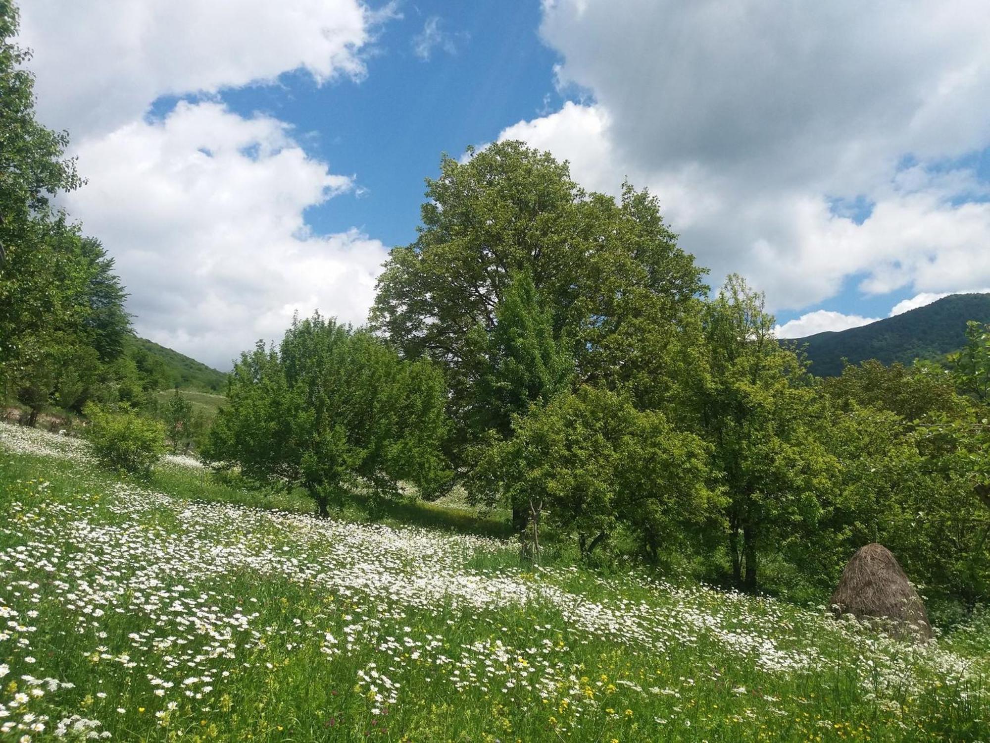 Paata'S Guesthouse Borjomi Luaran gambar